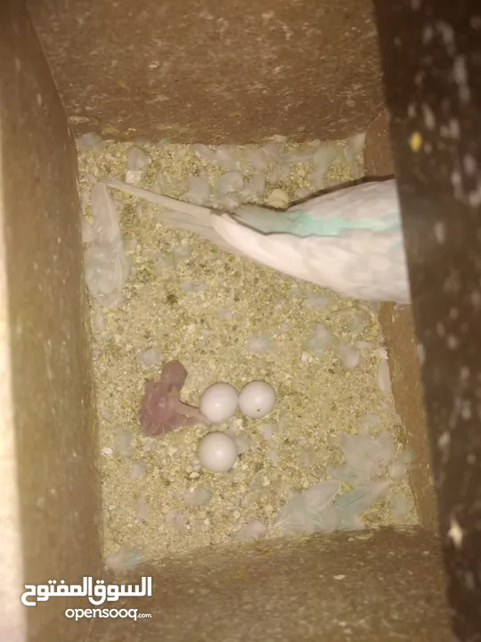 3 جواز حب شغالات مع بيض وفراخ مقفصات