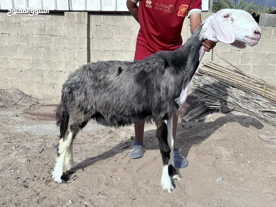 جاعدة نجدية بيور فاخره عشار من فحل صنف ماشاءالله