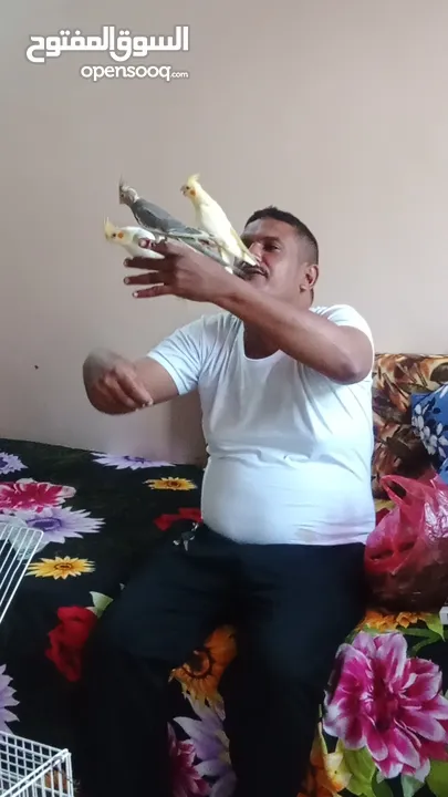 كوكاتيل اليفين جداا