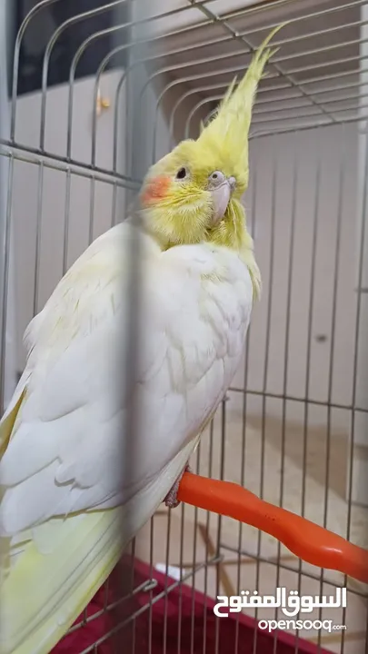 ببغاء كوكتيل اصفر البينو عين حمرا جاهز لبيتو الجديد    للبيع بسعر مغري جدا جدا جدا جدا جدا جدا جدا ج