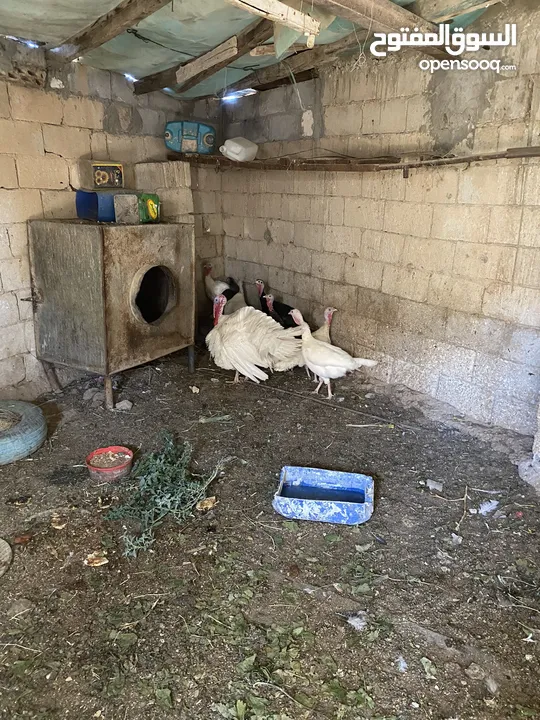 حبش للبيع 8اناثي وذكر يعني 9 حبش بل صلاة على النبي في منهن  ثنتين راقدات وفي وحدة بياضة