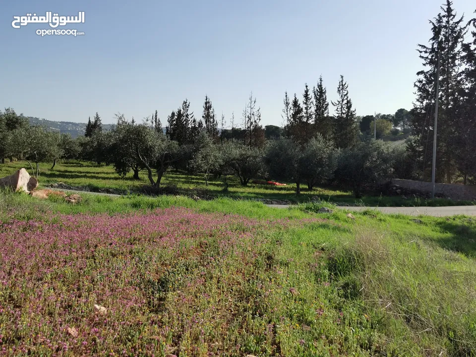 قطعة أرض مميزة في السلط الصبيحي سيحان بسعر مغري بمنطقة جميلة