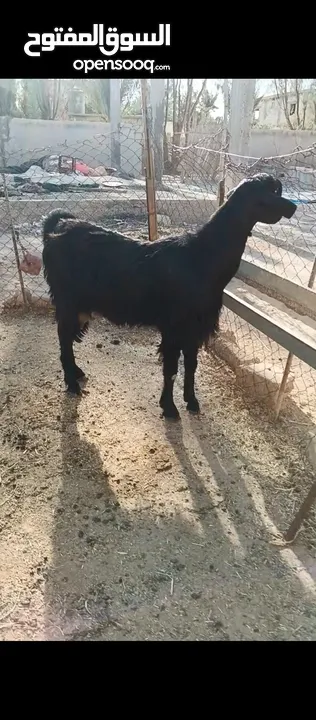 جدي شامي ابيض ابرص توب ثني حبتين على كل جال وثلث معزا مراح توب التوب مقنوي