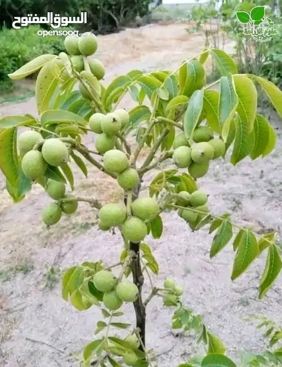مشاتل الرويال لزراعه ومتابعه الاشجار