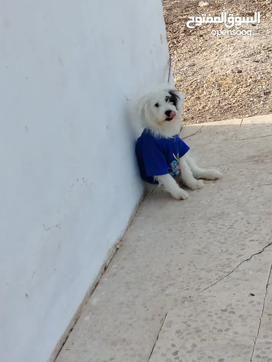 كلب زينه منزلي وجميل