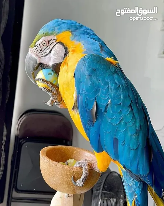 Male and female of Blue and gold macaw