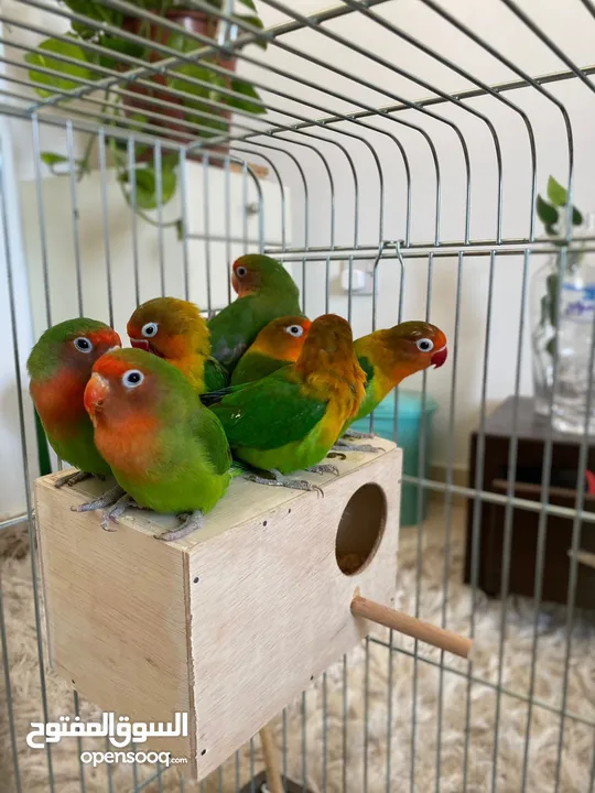 African love birds for sale