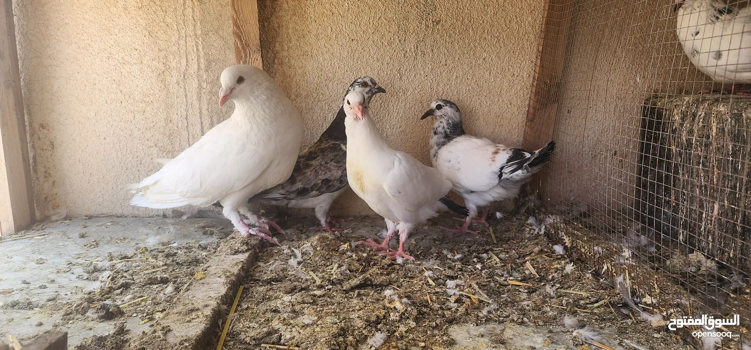 زوج حمام مالطي مع فراخه