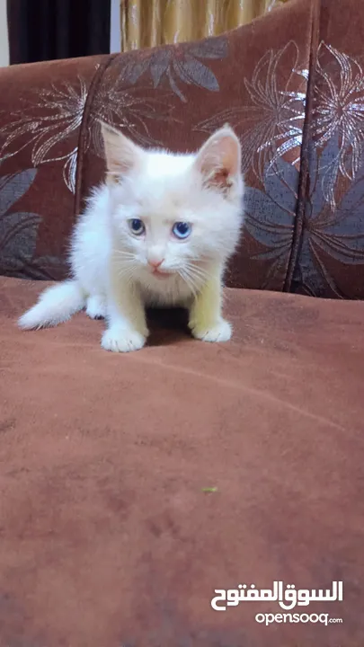 شيرازي صغير كل عين شكل مطعمه نضيفه ا