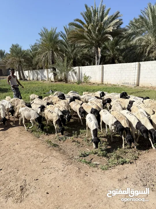 عرض خاص اغنام صومالي للبيع ع 29 ريال فقط ويوجد الحجم الكبير ع 37 ريال فقط لحق ماتلحق