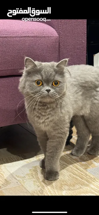 Scottish fold cat