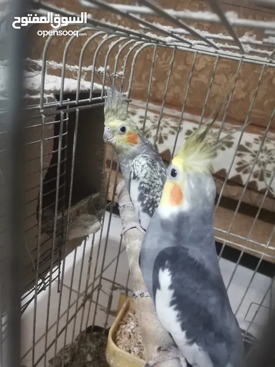 جوز كوكتيل شغالات بالصلاة على النبي مطلوب فيهم 40