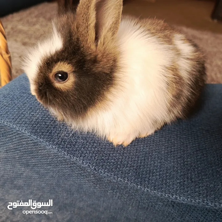 أرانب نوع تيدي بير لطيفة جدا