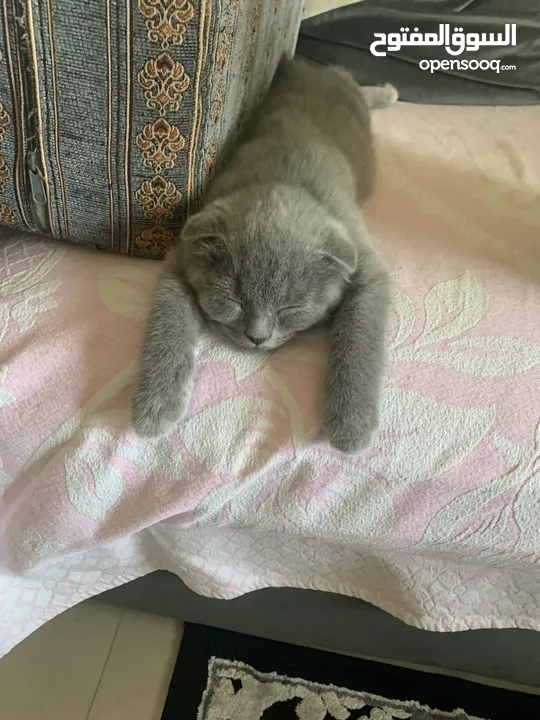 Scottish fold 7 months سكوتش فولد سبع  شهور