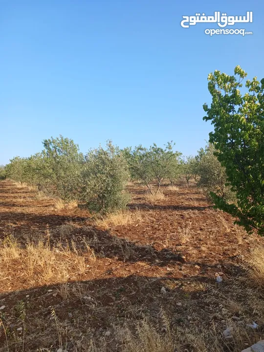 مزرعه أربعه دونم مشيكه بالكامل ارض زراعيه وبيت ريفي غرفتين وحمام ومطبخ صغير وباربكيو وساحه واسعه
