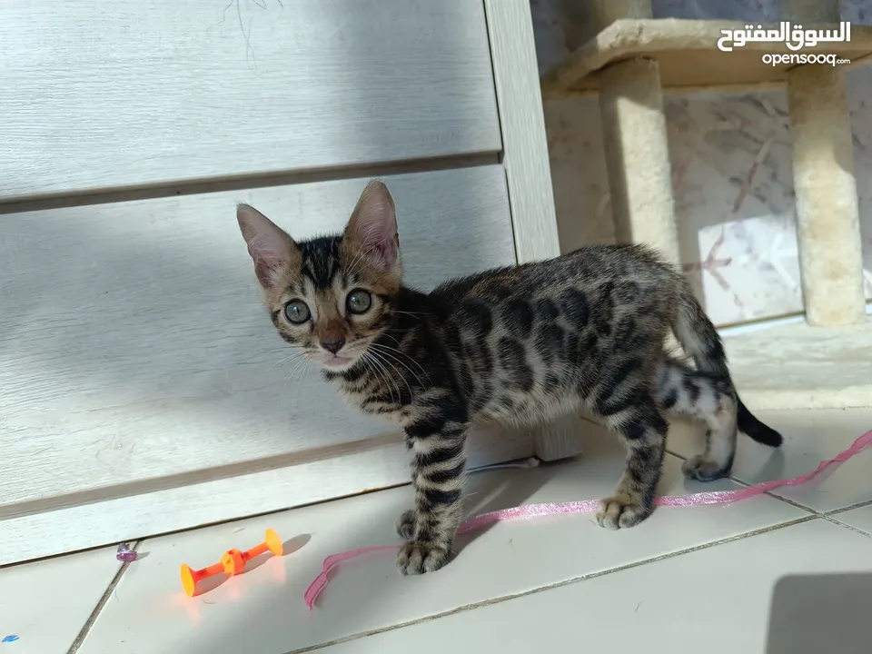 Bengal kittens 2 months old