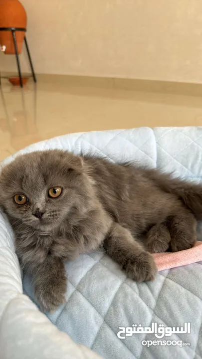 Scottish Fold Pure سكوتش فولد