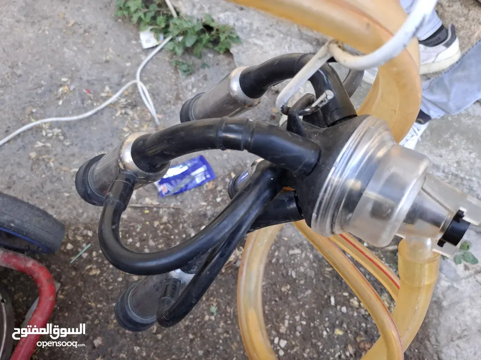 حلابة ابقار نضيفه جدا ولا غلطه