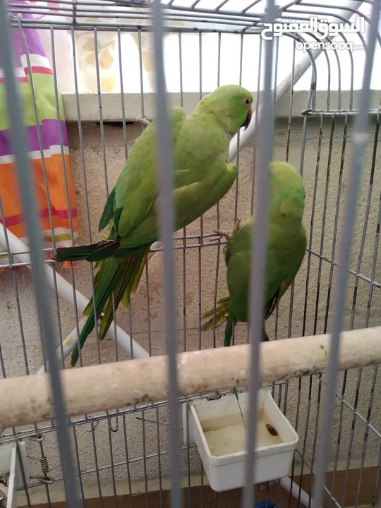 جوز ذرة الطيرة اليفه