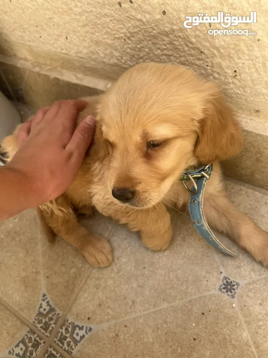 كلب قولدن جهاز مع كل مطاعيم و جواز سفر و مايكرو تشيب ذكر