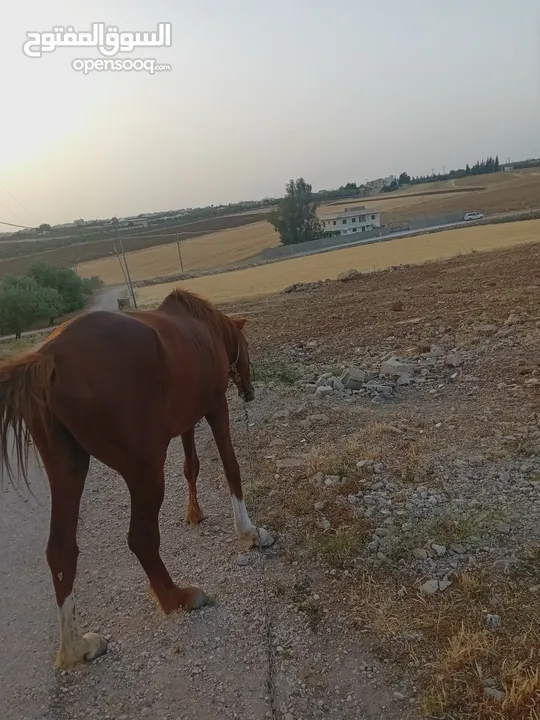 حصان حراث للبيع