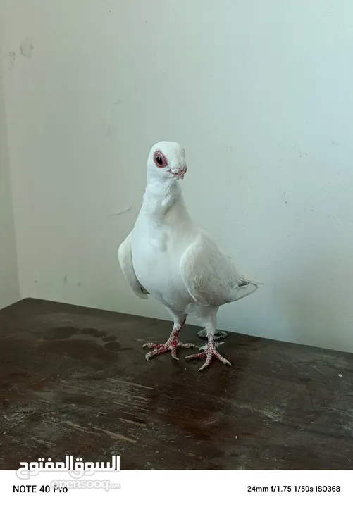 جوز بولندي