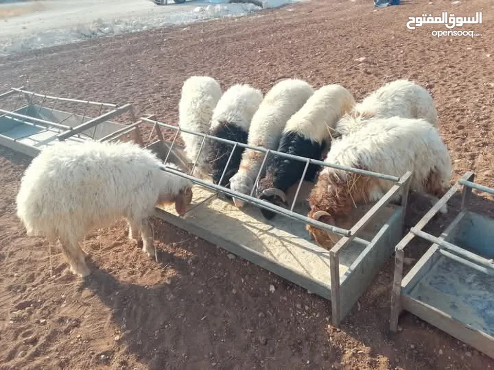 خرفان ضحايا