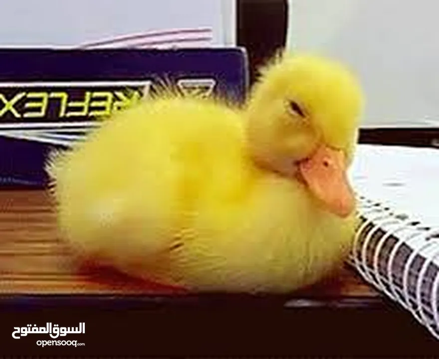 سلحفاه و بطه  و قطه شنشيلا و قط شيرازي  كتن بيبي ابيض و حلزون كركعه و بطبوطين  سلحفاة مائيه