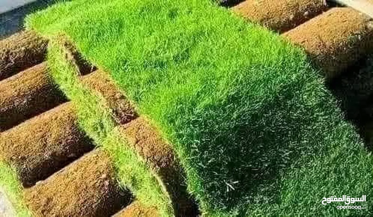 نجيل طبيعي ونجيل ديكوندرا