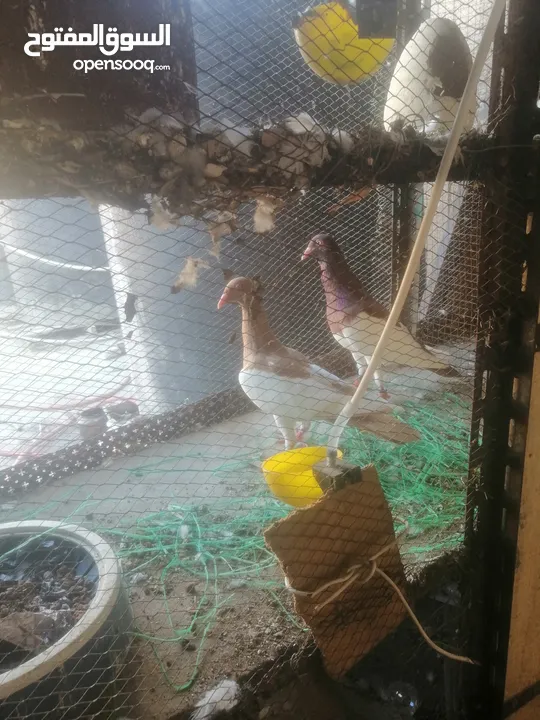 جوزين يهودي جوز اصفر وجوز احمر على صفره