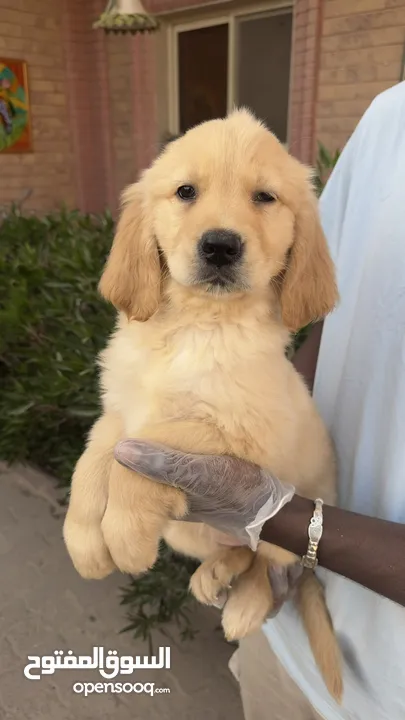 للبيع جراوى جولدن ريتريڤر بيور - for Sale puppies Golden retriever