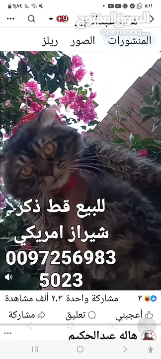 للبيع قطه شيرازي سكوتش بسعر 400 شيكل  للاستفسار
