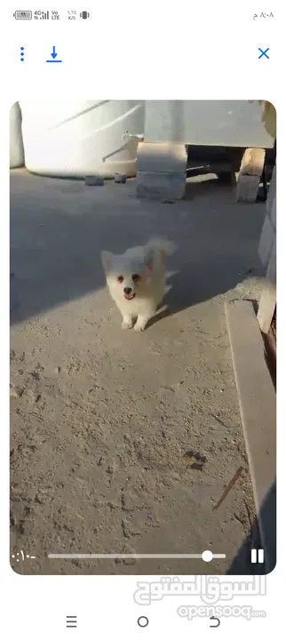 كلبه انثى شيواو موجود في اربد حنينا للبيع  موجود في اربد حنينا كلب اشي مرتب .؟.......