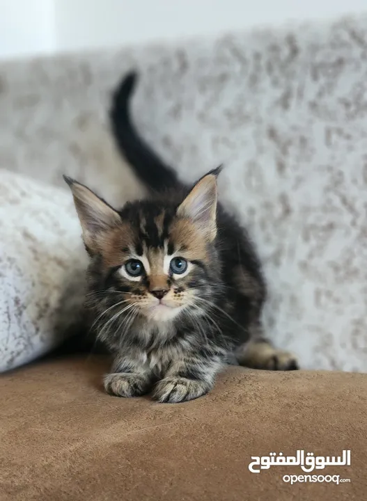 Maine coon pure breed