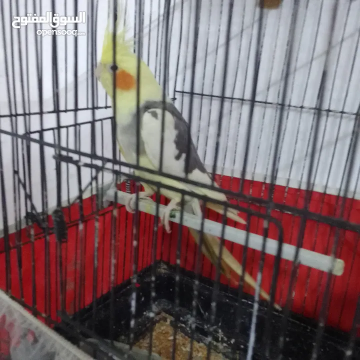 التواصل عبر واتس اب ببغاء كوكتيل  حجم كبير وعصافير حب مفتل و البينو وعادي عادي احجام كبيره