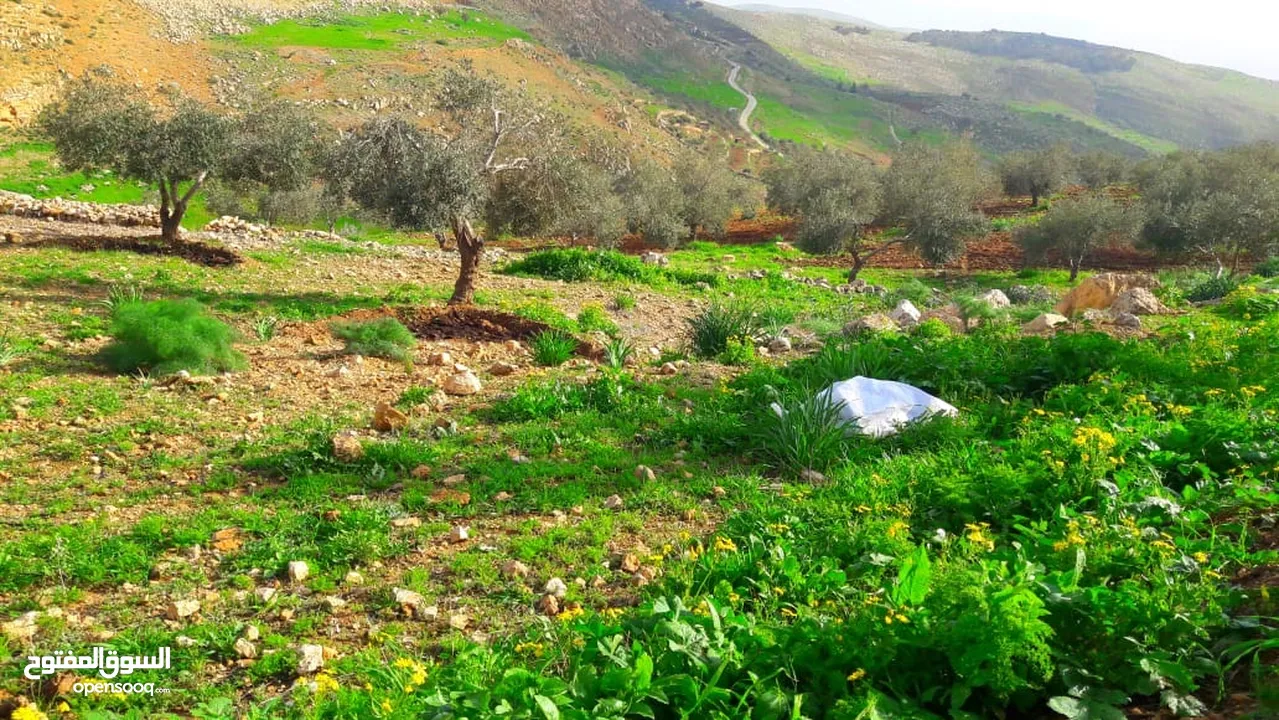 للبيع دنمين في حوض البطين المغاريب مستويه مشجره مطله على جبال فلسطين