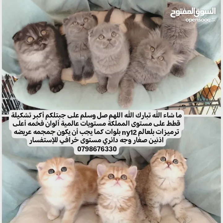 قطط مستويات عالمية ألوان فخمه جولدنات بلوات