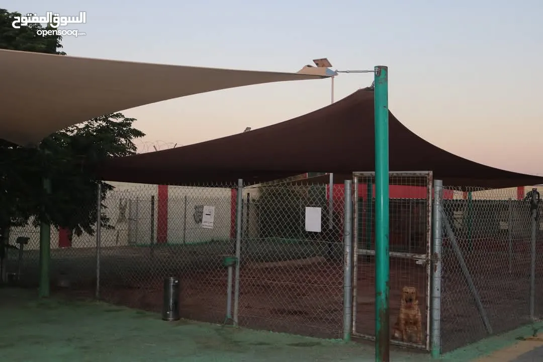 جولدن جراء ذكور واناث