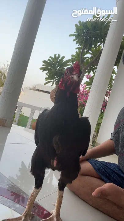 طير ميوالي