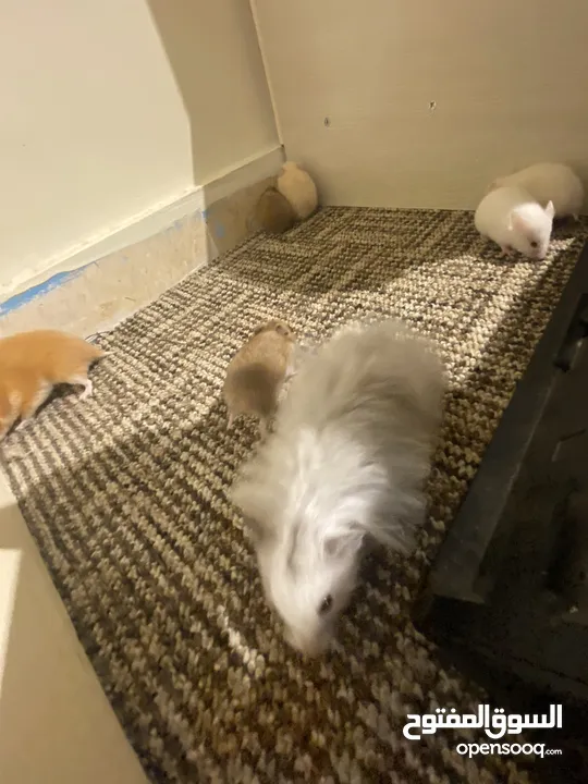 hamster هامستر للبيع عدد 7