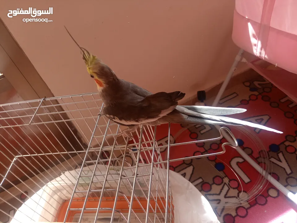 البيع كوكتيل