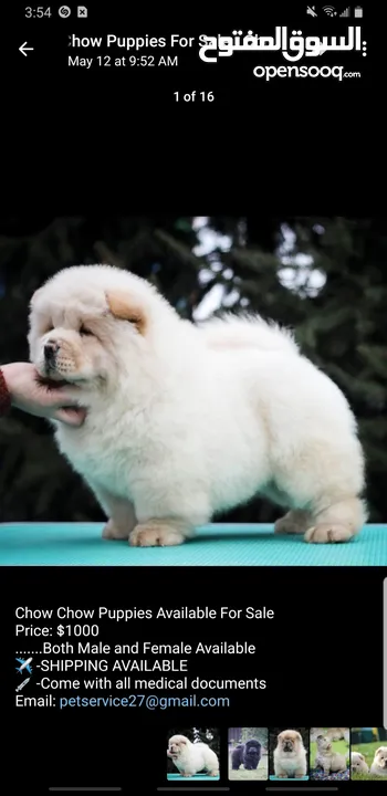 chow chow Puppies for sell