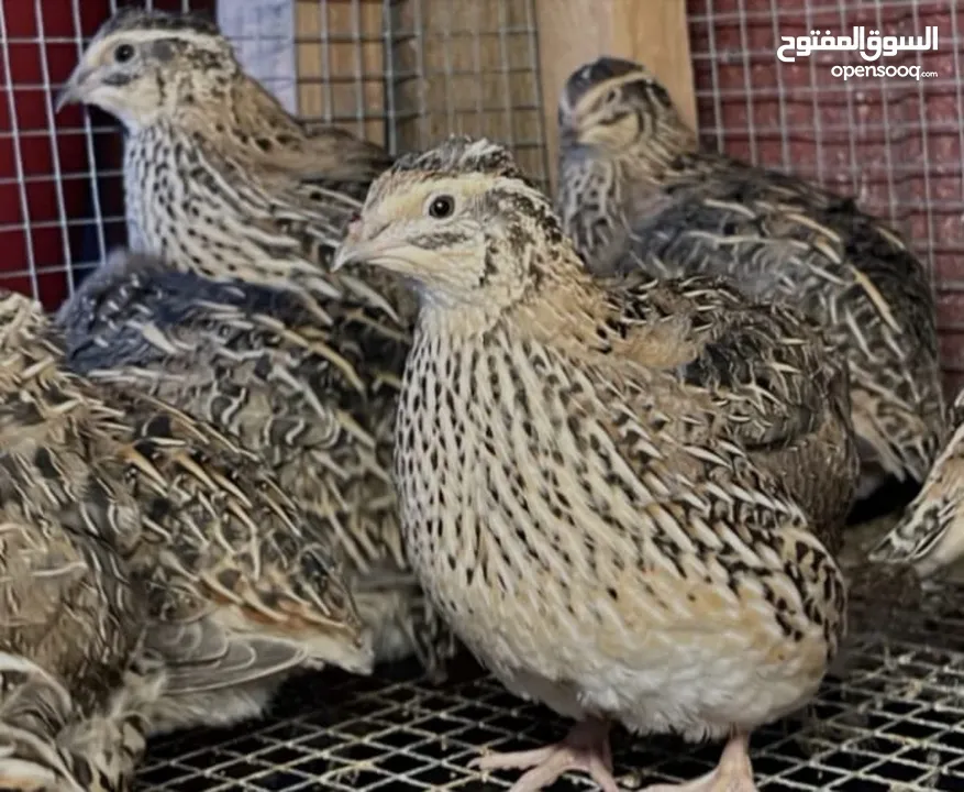 طير فري بسعر مناسب يوجد كمية هائله