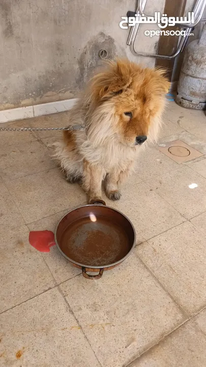 كلبه شيواوا