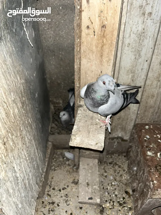 7 حبات طيور حمام بسعر حرررررررررق بطيرين مع زواجل