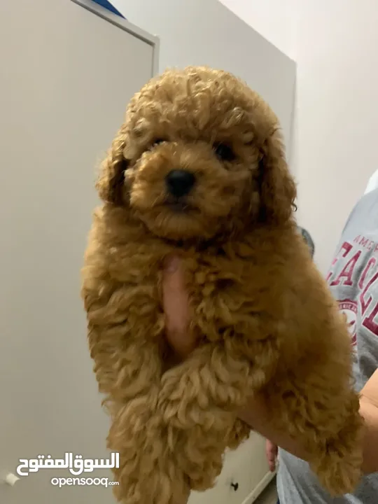 Available Toy poodle puppy