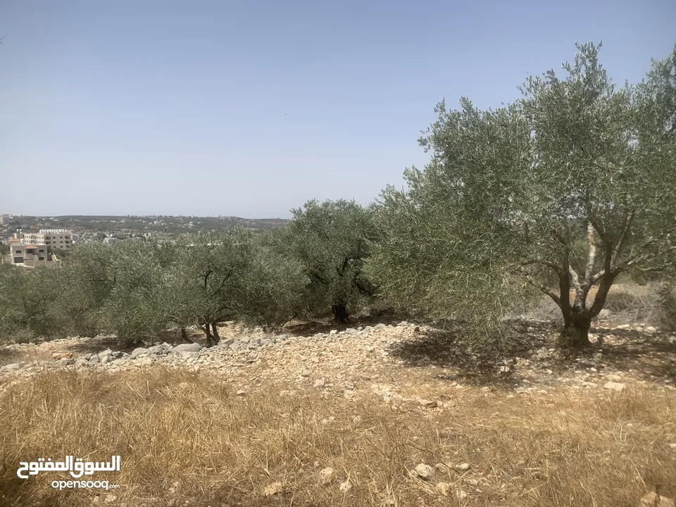 ارض لبيع في مدينة سلفيت