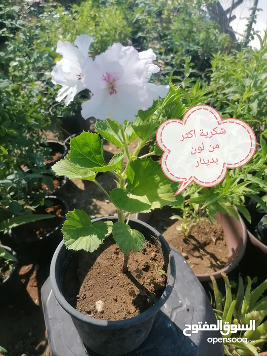 اشتال للبيع يتوفر اشتال منوعه وجميله
