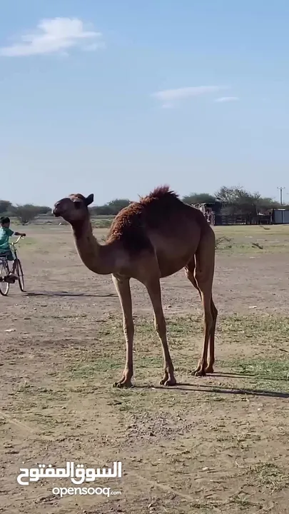 بكرة صفراء للبيع