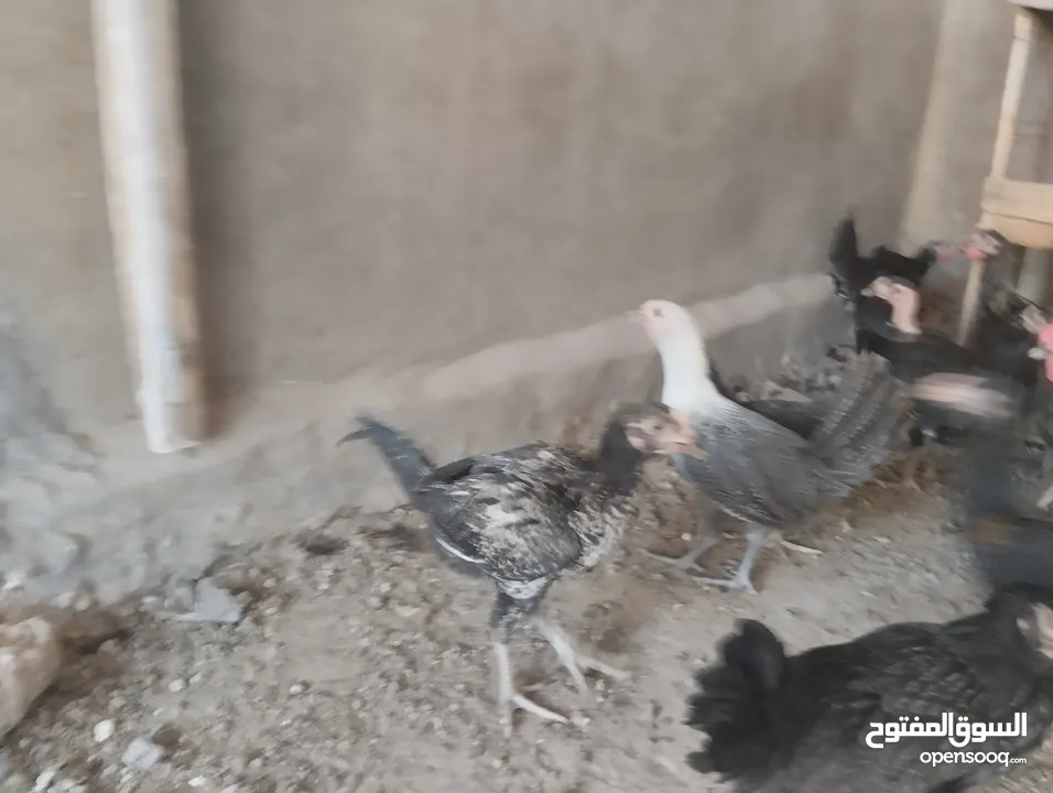 فراخ بلدي للبيع